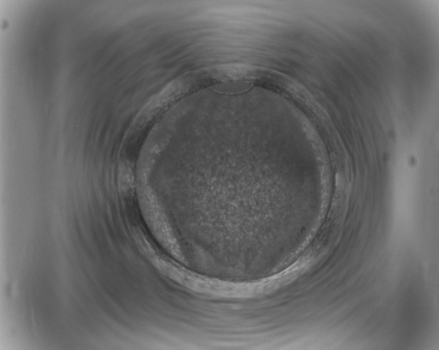 X0000085020048200703191153
