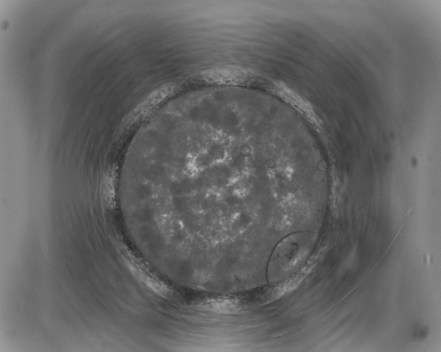 X0000085020065200703191152