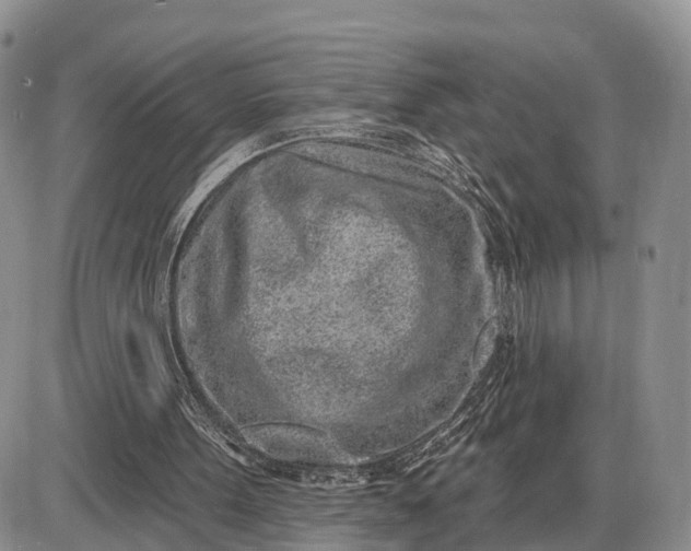 X0000085020099200703191152
