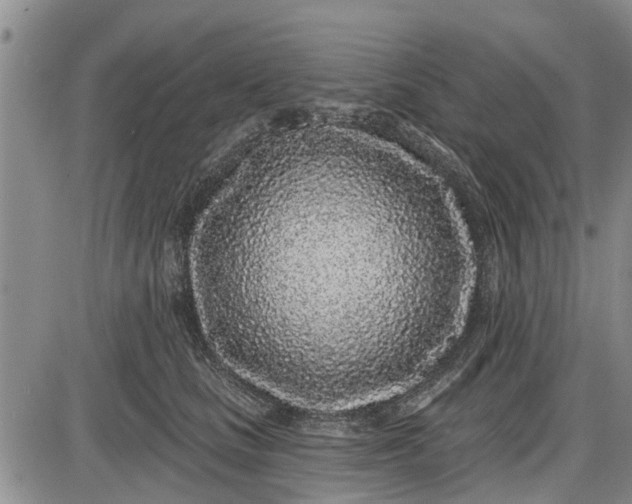 X0000085020661200703191143