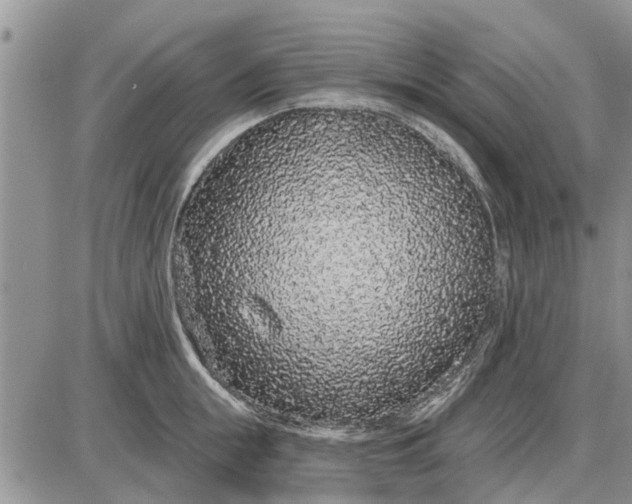 X0000085020855200703191139