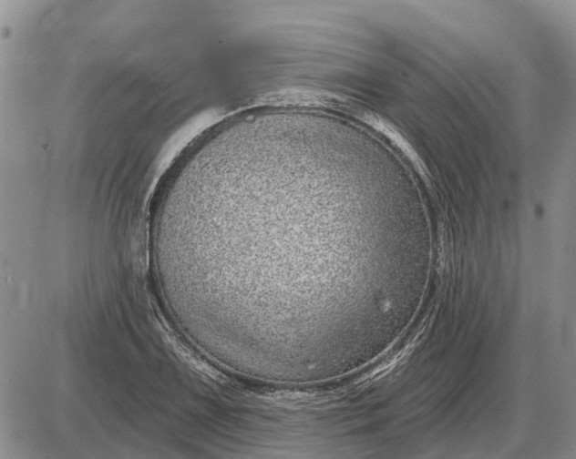X0000085021075200703191135