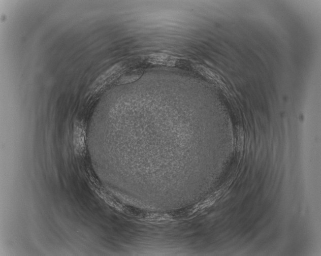 X0000085021154200703191134
