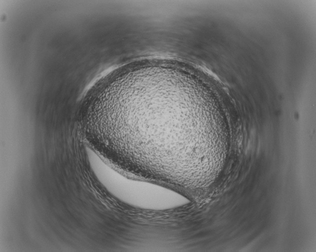X0000085021255200703191132