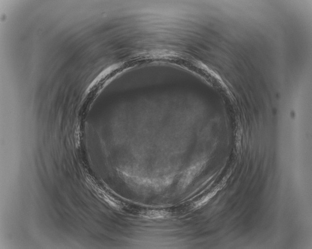 X0000085021306200703191131