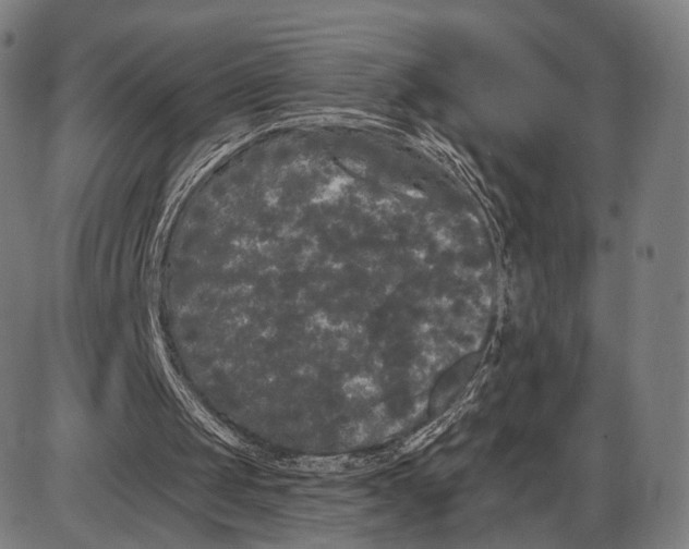 X0000085020049200703261231