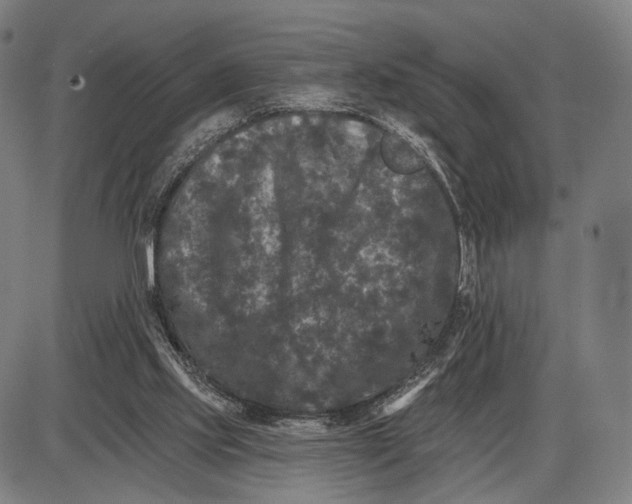 X0000085020061200703261231