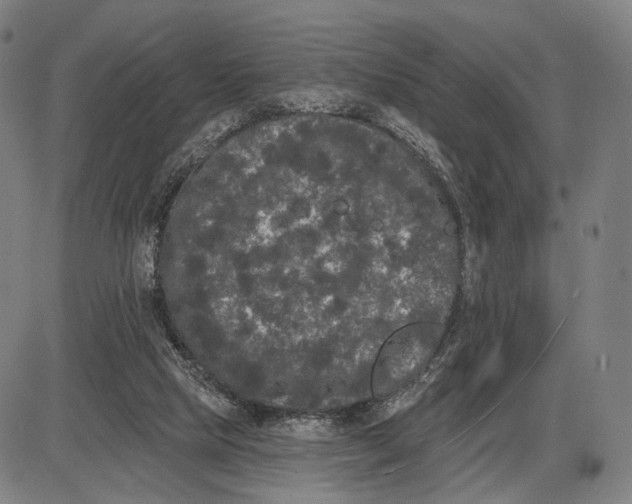 X0000085020065200703261231