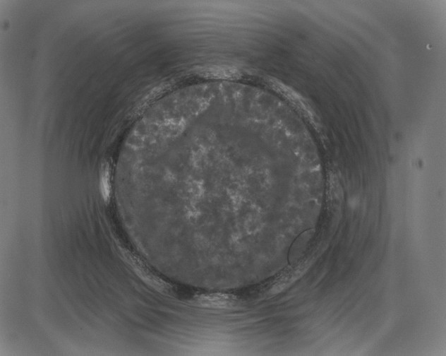 X0000085020069200703261231