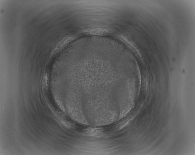 X0000085020117200703261230