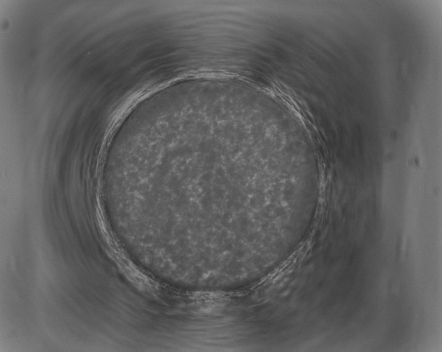 X0000085020145200703261229