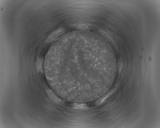 X0000085020185200703261230