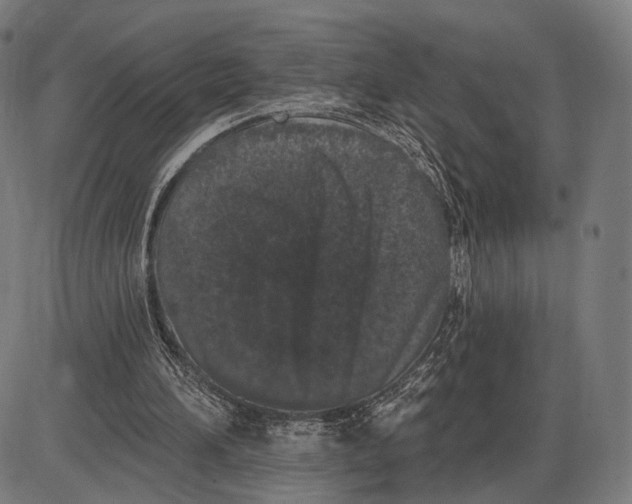 X0000085020196200703261229