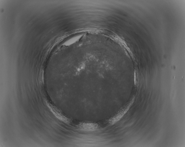 X0000085020205200703261229