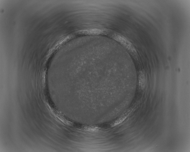 X0000085020206200703261229