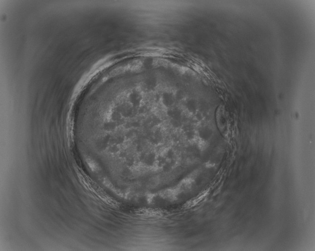 X0000085020343200703261226
