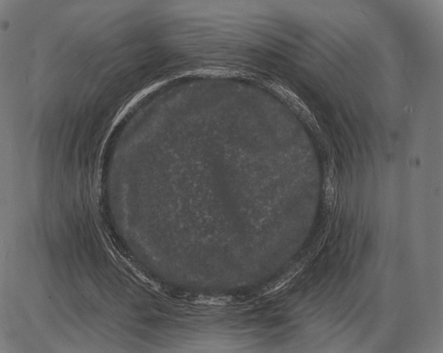 X0000085020484200703261224