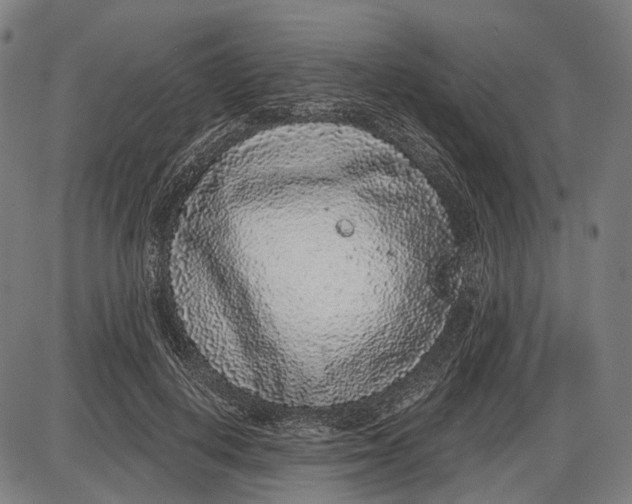 X0000085020648200703261222