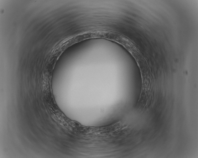 X0000085020773200703261220