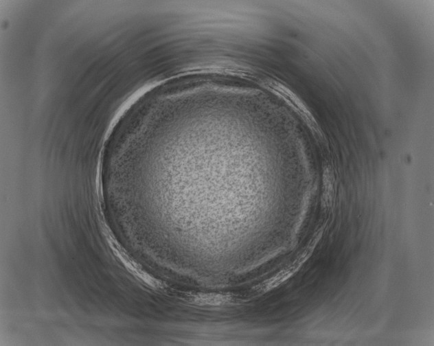 X0000085020788200703261219