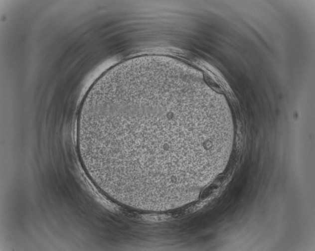 X0000085020804200703261219