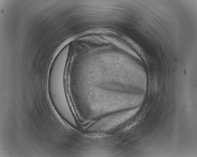 X0000085020853200703261219