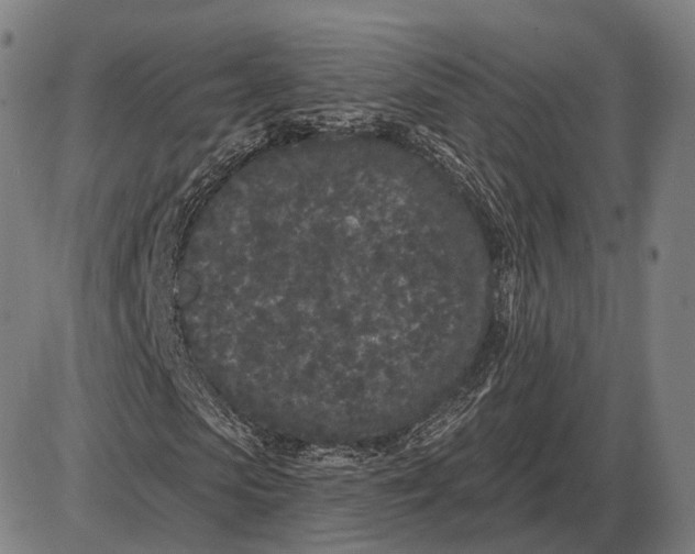 X0000085020913200703261216