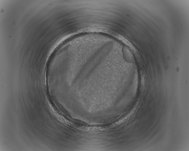 X0000085020934200703261217