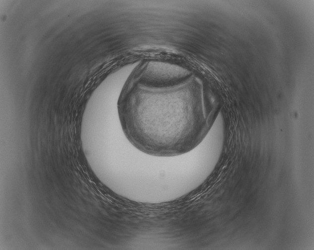 X0000085020965200703261216