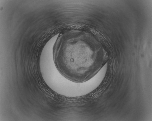 X0000085021010200703261215