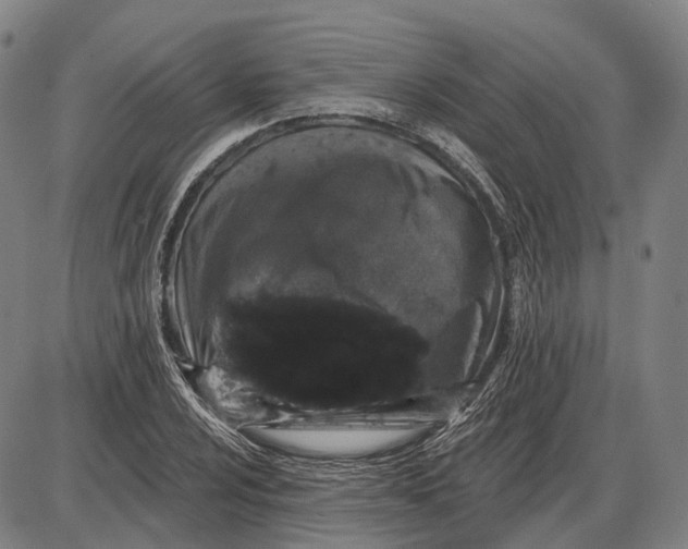 X0000085021024200703261215