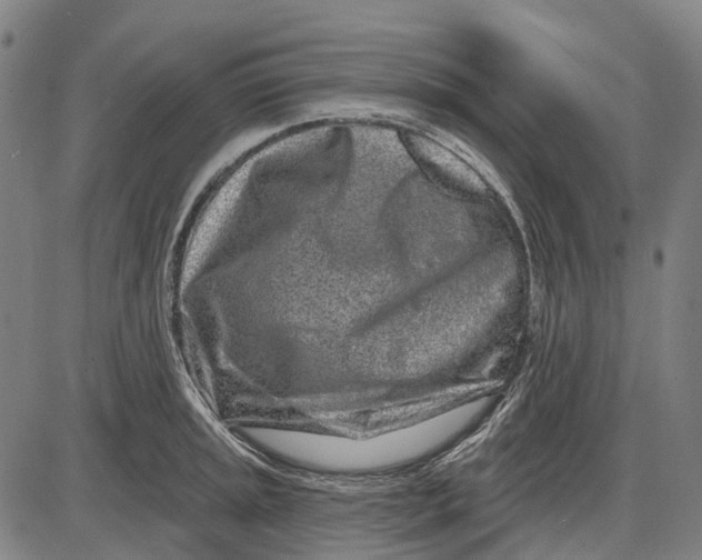 X0000085021045200703261215