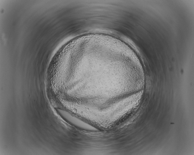X0000085021048200703261215
