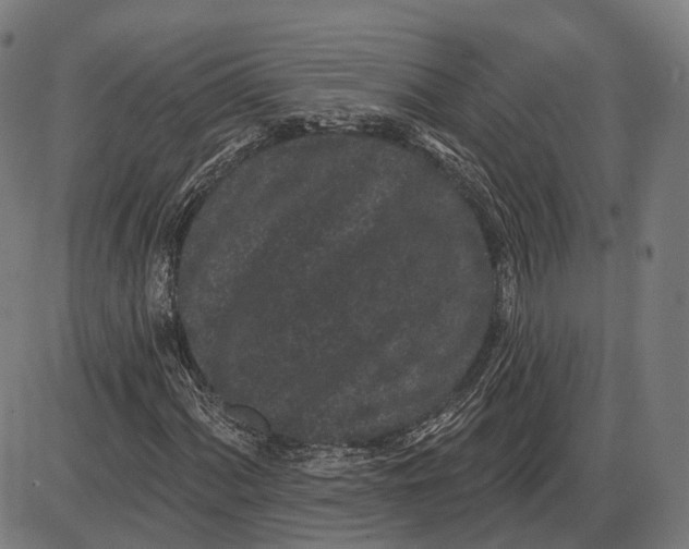 X0000085021060200703261215
