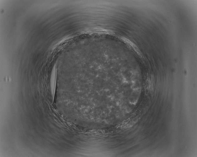X0000085021063200703261215