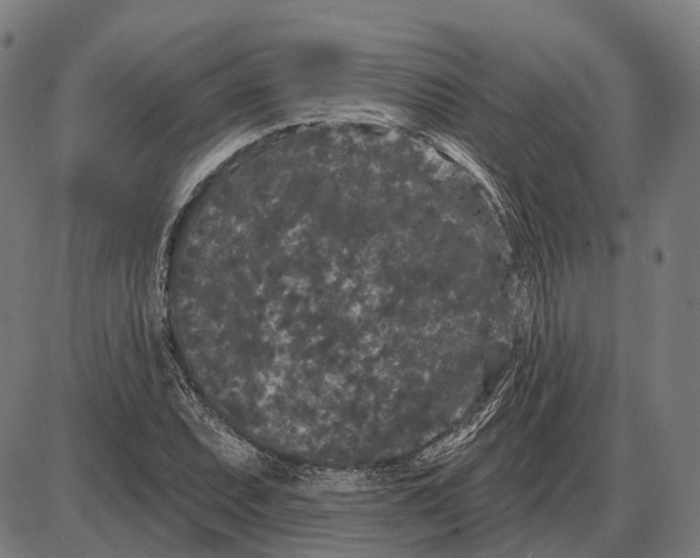 X0000085021071200703261215