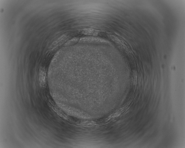 X0000085021154200703261213