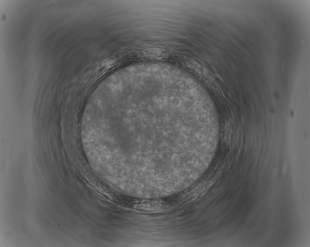 X0000085021201200703261212