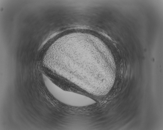 X0000085021255200703261212