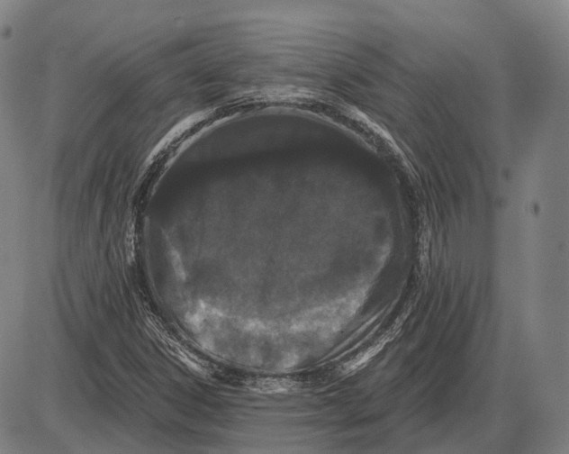 X0000085021306200703261210