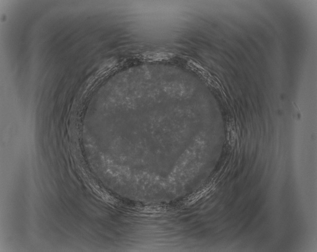 X0000085021393200703261208