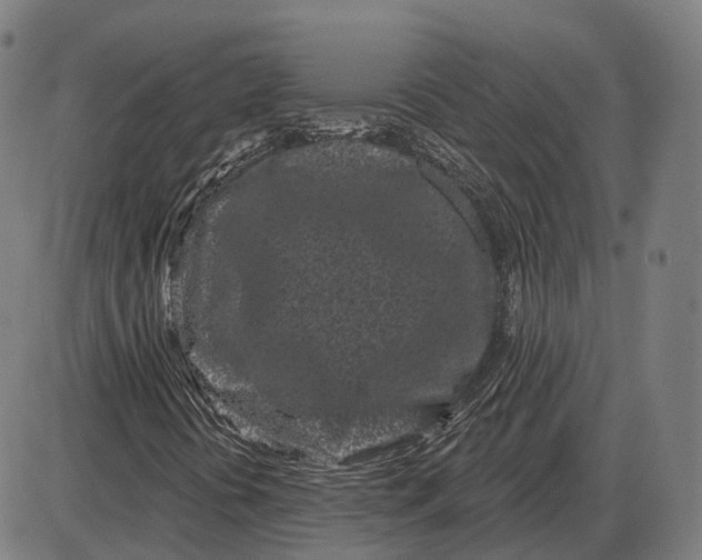 X0000085021394200703261208