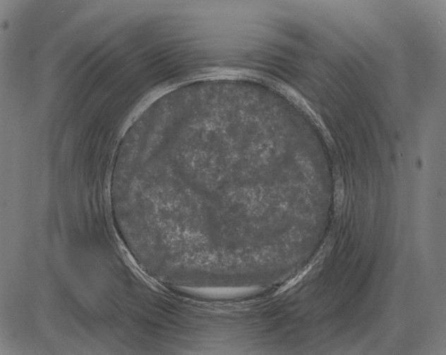 X0000085021417200703261209