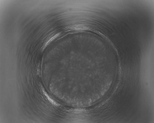 X0000085020889200704021424