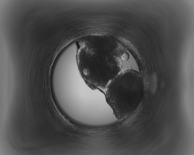 X0000085040721200703051025