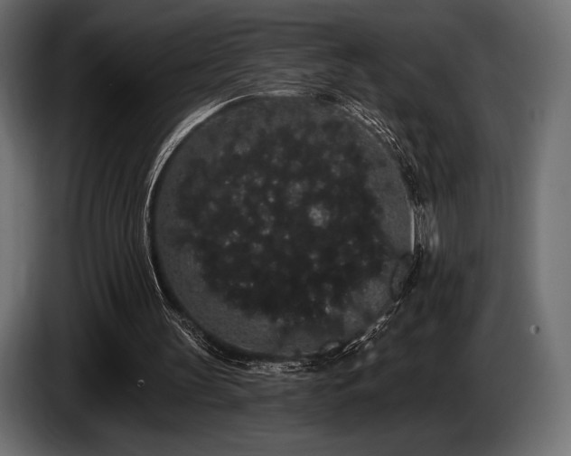 X0000085040147200703051359
