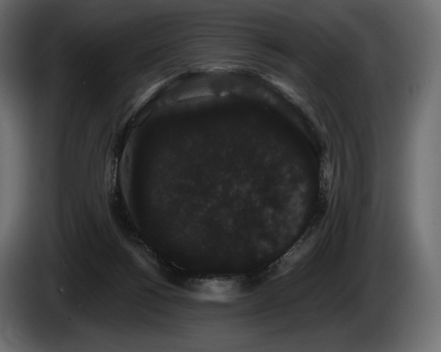 X0000085040168200703051359