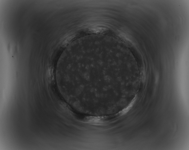 X0000085040182200703051359