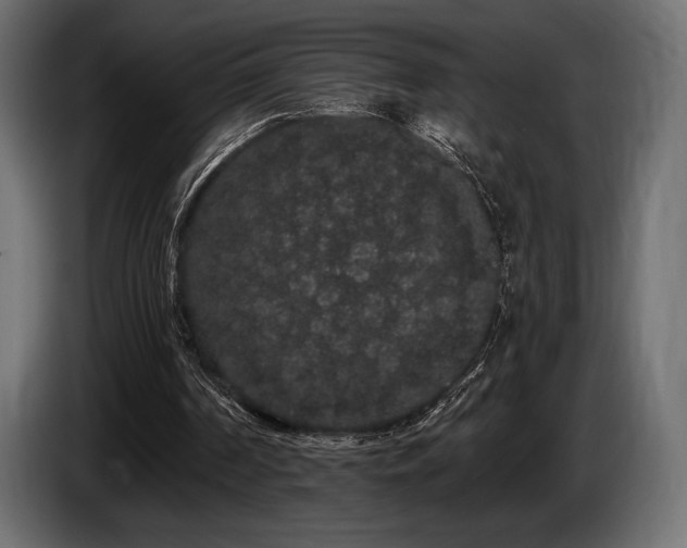 X0000085040194200703051359