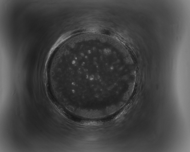 X0000085040198200703051358